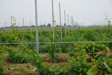 Plum Blossom Metal Grape Stakes / Metal Vineyard Posts With H Hole Pillar Shape
