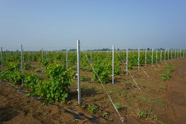Plum Blossom Metal Grape Stakes / Metal Vineyard Posts With H Hole Pillar Shape