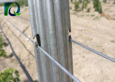 Steel Metal 1.8m Vineyard Trellis Posts For 1.6-3.0MM Wire