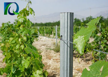 Steel Metal 1.8m Vineyard Trellis Posts For 1.6-3.0MM Wire
