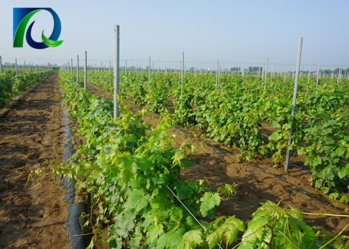 Анти- столбы шпалеры виноградника металла ржавчины с h сформировали отверстия для провода 1.6-3.0MM