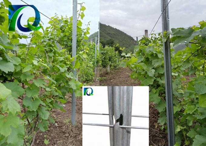 Анти- столбы шпалеры виноградника металла ржавчины с h сформировали отверстия для провода 1.6-3.0MM